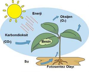 Bitkilerdeki fotosentez döngüsü