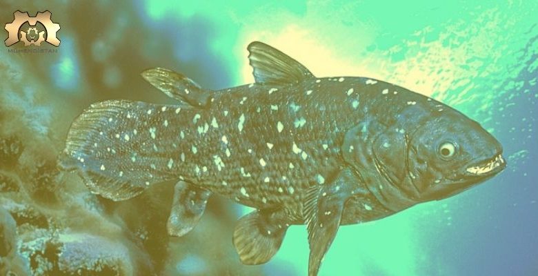 Bir Yüzyıl Boyu Yaşayabilen Coelacanth Balığının İlginç Biyolojisi!