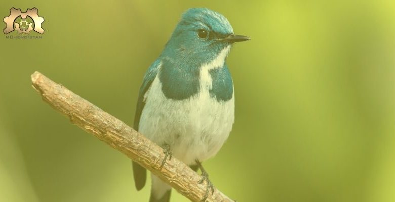 Göçmen Kuşta İlk Kez Bulunan Tuhaf Özellik Ne Anlama Geliyor?