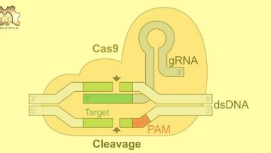 Kana Enjekte Edilen CRISPR İlk Kez Genetik Bir Hastalığı Tedavi Etti!